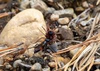 A pompilid wasp drags a paralysed spider towards its burrow to lay an egg on it. Cairngorms, 2019.